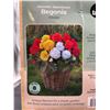 Image 3 : TASC Assorted Double Begonia Bulbs, 8 Count