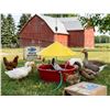 Image 1 : Farm-Tuff Automatic Bird Waterer