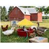 Image 1 : Warm-Tuff Automatic Bird Waterer