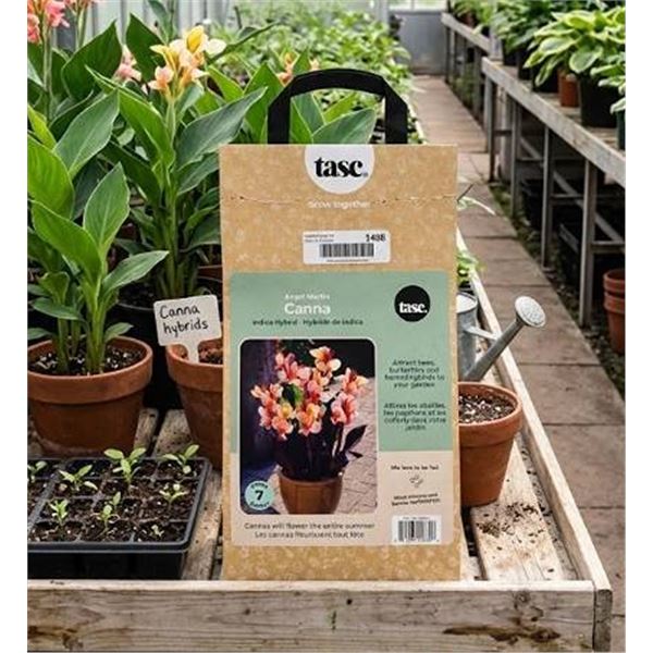 Angel Martin Canna Indica Hybrid Bulbs, 7-ct