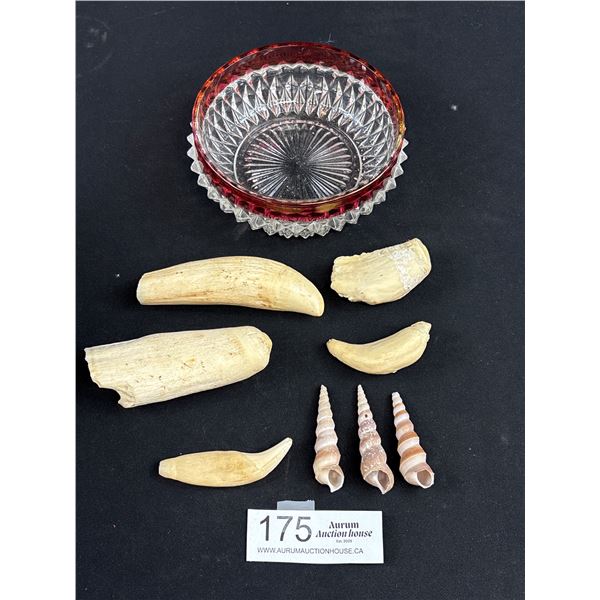 Lot of Vintage Shells and Walrus Teeth in a Small Cranberry Dish