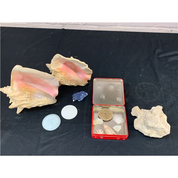 Lot of Shells Conch, Sand Dollar, etc