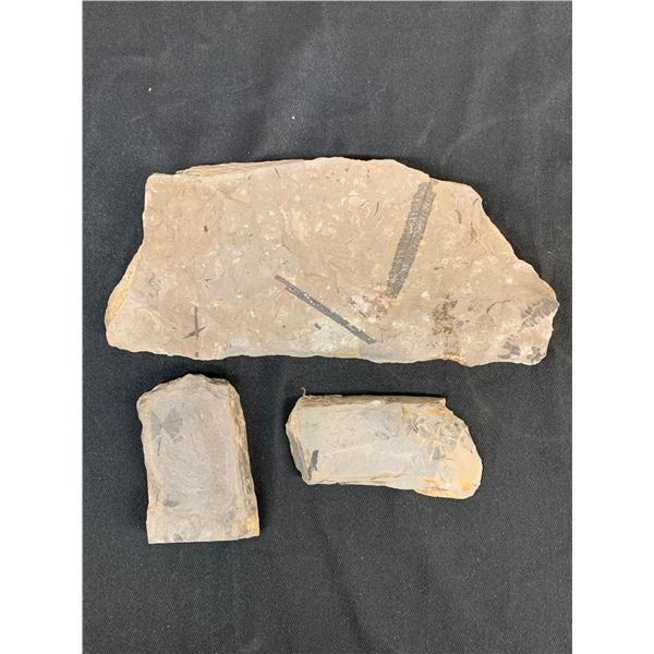 3 Stone Specimens with Fossilized Flora Impressions