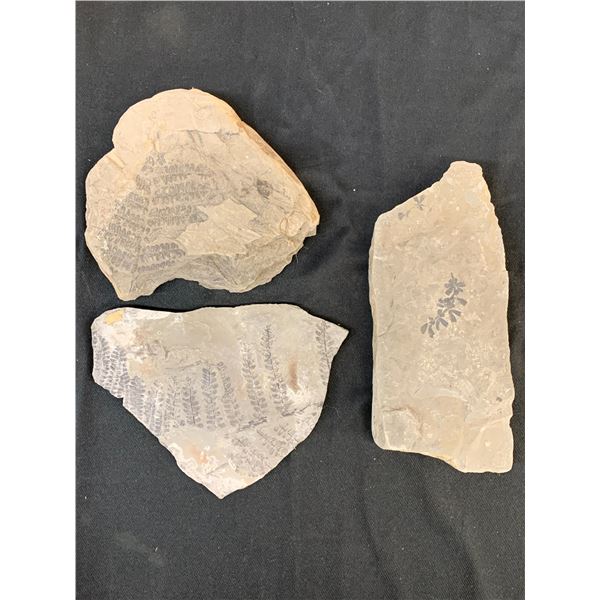 Lot of 3 Stone Specimens with Fossilized Flora Impressions