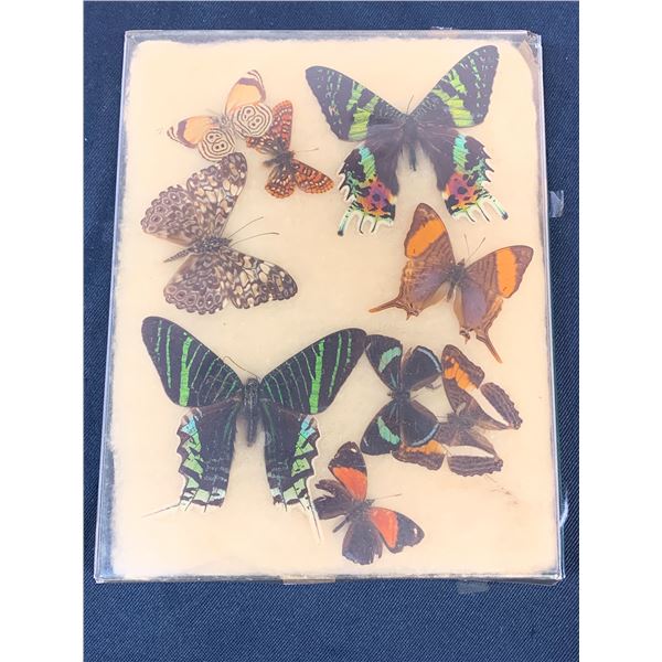 Pressed Butterfly Specimens