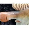 Image 5 : Vintage Napco Bass Fish A