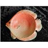 Image 1 : Fitz & Floyed Fish A