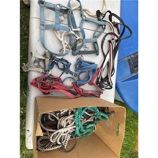 Horse Tack: Leads and Halters