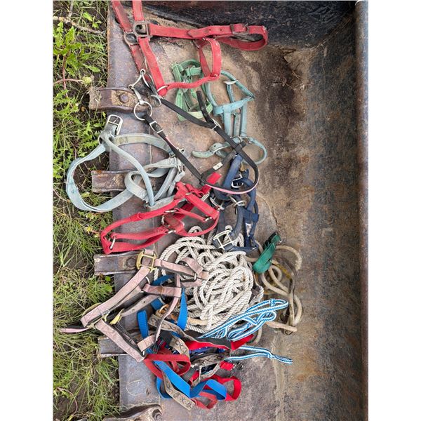 Horse Tack Including Halters and Lead Ropes