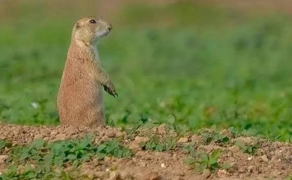 2 day Prairie Dog Hunt- All inclusive at 10 gauge Outiftters