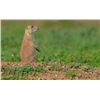 2 day Prairie Dog Hunt- All inclusive at 10 gauge Outiftters