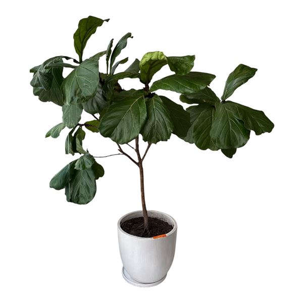 Mature Fiddle Leaf Fig (Ficus Lyrata) Tree in Large White Planter