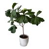 Image 1 : Mature Fiddle Leaf Fig (Ficus Lyrata) Tree in Large White Planter