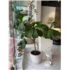 Image 2 : Mature Fiddle Leaf Fig (Ficus Lyrata) Tree in Large White Planter