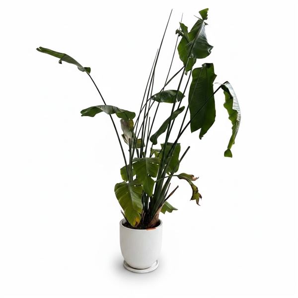 Large Mature Strelitzia Nicolai (Giant White Bird of Paradise) in Matte White Planter
