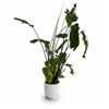 Image 1 : Large Mature Strelitzia Nicolai (Giant White Bird of Paradise) in Matte White Planter