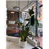 Image 2 : Large Mature Strelitzia Nicolai (Giant White Bird of Paradise) in Matte White Planter