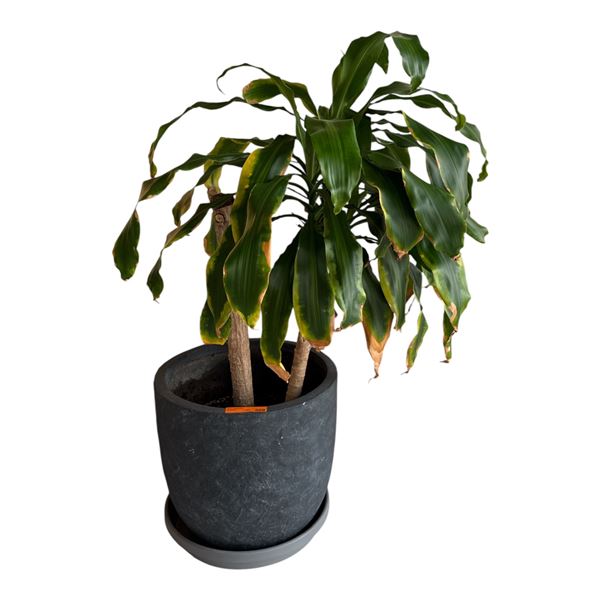 Mature Multi-Stem Dracaena Houseplant in Textured Charcoal Planter