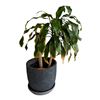 Image 1 : Mature Multi-Stem Dracaena Houseplant in Textured Charcoal Planter