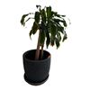 Image 2 : Mature Multi-Stem Dracaena Houseplant in Textured Charcoal Planter