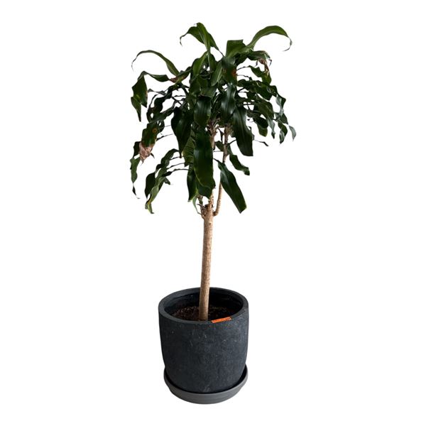 Mature Potted Dracaena Houseplant in Textured Charcoal Planter
