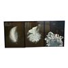 Image 1 : 3-Piece Triptych Feather Wall Art Set - 24" x 32" (All 3)