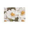 Image 3 : BNIB - Moe's - Wildflowers Framed Painting Multicolor - MSRP $199 - WP-1331-37 - 26.0" W x 1.77" D x