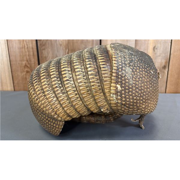 TAXIDERMIED ARMADILLO SHELL