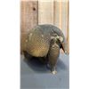 Image 2 : TAXIDERMIED ARMADILLO SHELL