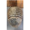 Image 3 : TAXIDERMIED ARMADILLO SHELL