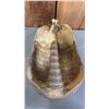 Image 4 : TAXIDERMIED ARMADILLO SHELL