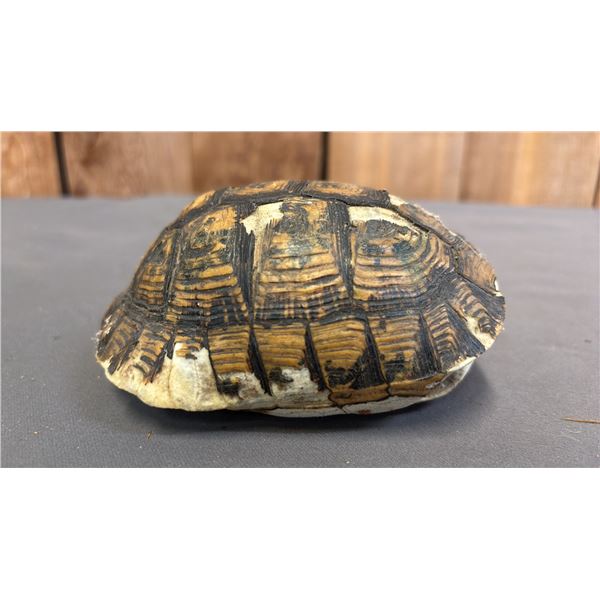 TAXIDERMIED TURTLE SHELL
