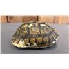 Image 1 : TAXIDERMIED TURTLE SHELL