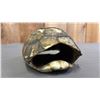 Image 2 : TAXIDERMIED TURTLE SHELL