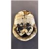 Image 4 : TAXIDERMIED TURTLE SHELL