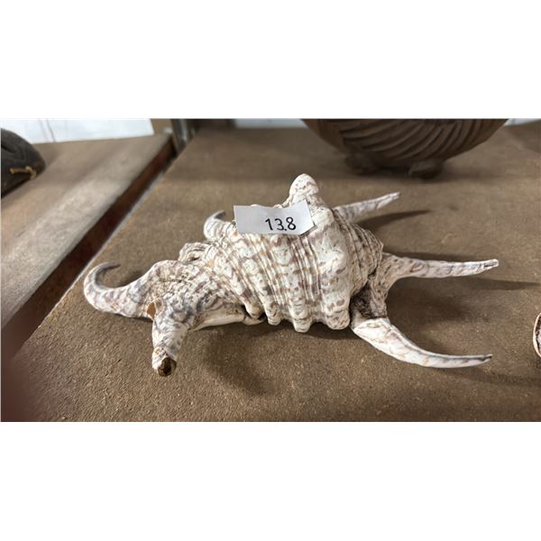 9" SPIDER CONCH SHELL