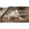 Image 1 : 9" SPIDER CONCH SHELL