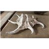 Image 2 : 9" SPIDER CONCH SHELL