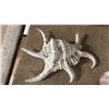 Image 3 : 9" SPIDER CONCH SHELL
