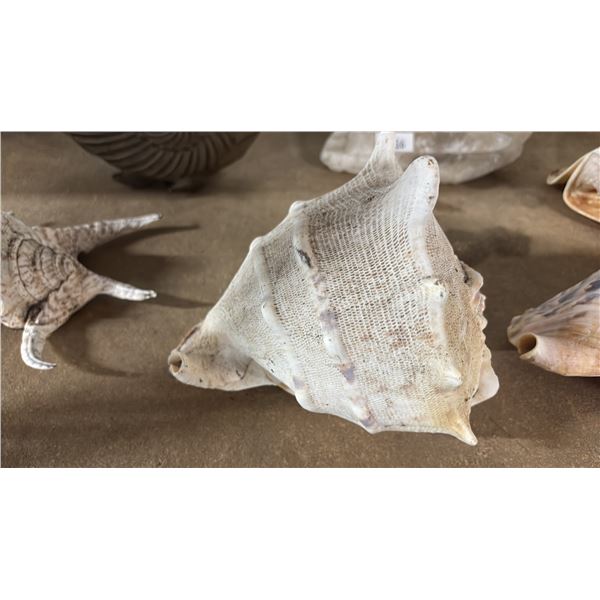 7" HORNED HELMET CONCH SHELL