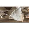 Image 1 : 7" HORNED HELMET CONCH SHELL