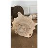 Image 2 : 7" HORNED HELMET CONCH SHELL