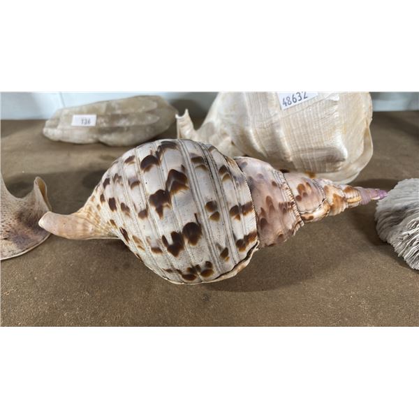 11" TRITON'S TRUMPET SHELL