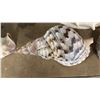 Image 3 : 11" TRITON'S TRUMPET SHELL