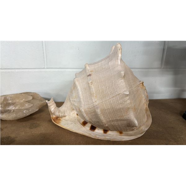 10" HORNED HELMET CONCH SHELL