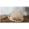 Image 1 : 10" HORNED HELMET CONCH SHELL