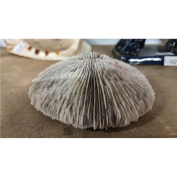 6" MUSHROOM CORAL