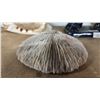 Image 1 : 6" MUSHROOM CORAL
