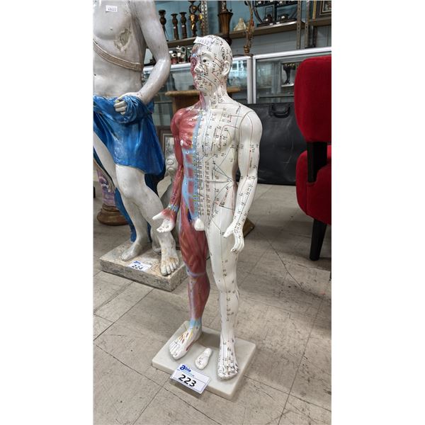 HUMAN ACUPUNCTURE MODEL