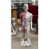Image 3 : HUMAN ACUPUNCTURE MODEL